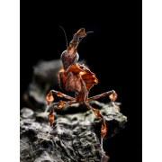 Obiektyw Venus Optics Laowa 60 mm f/2,8 Macro 2:1 do Canon EF - Zdjęcie 7