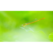 Obiektyw Venus Optics Laowa 60 mm f/2,8 Macro 2:1 do Canon EF - Zdjęcie 9